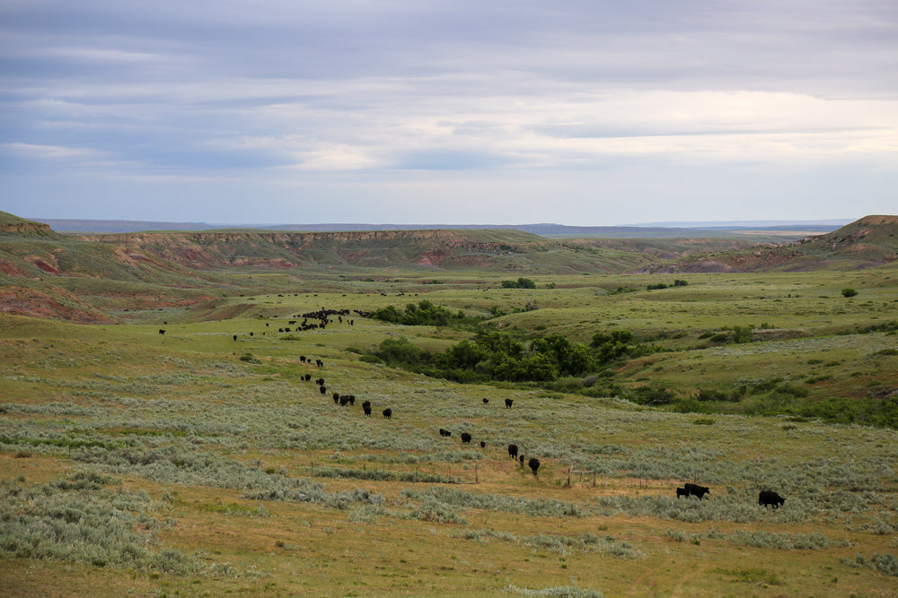 The red hills and grass country of the S Ranch