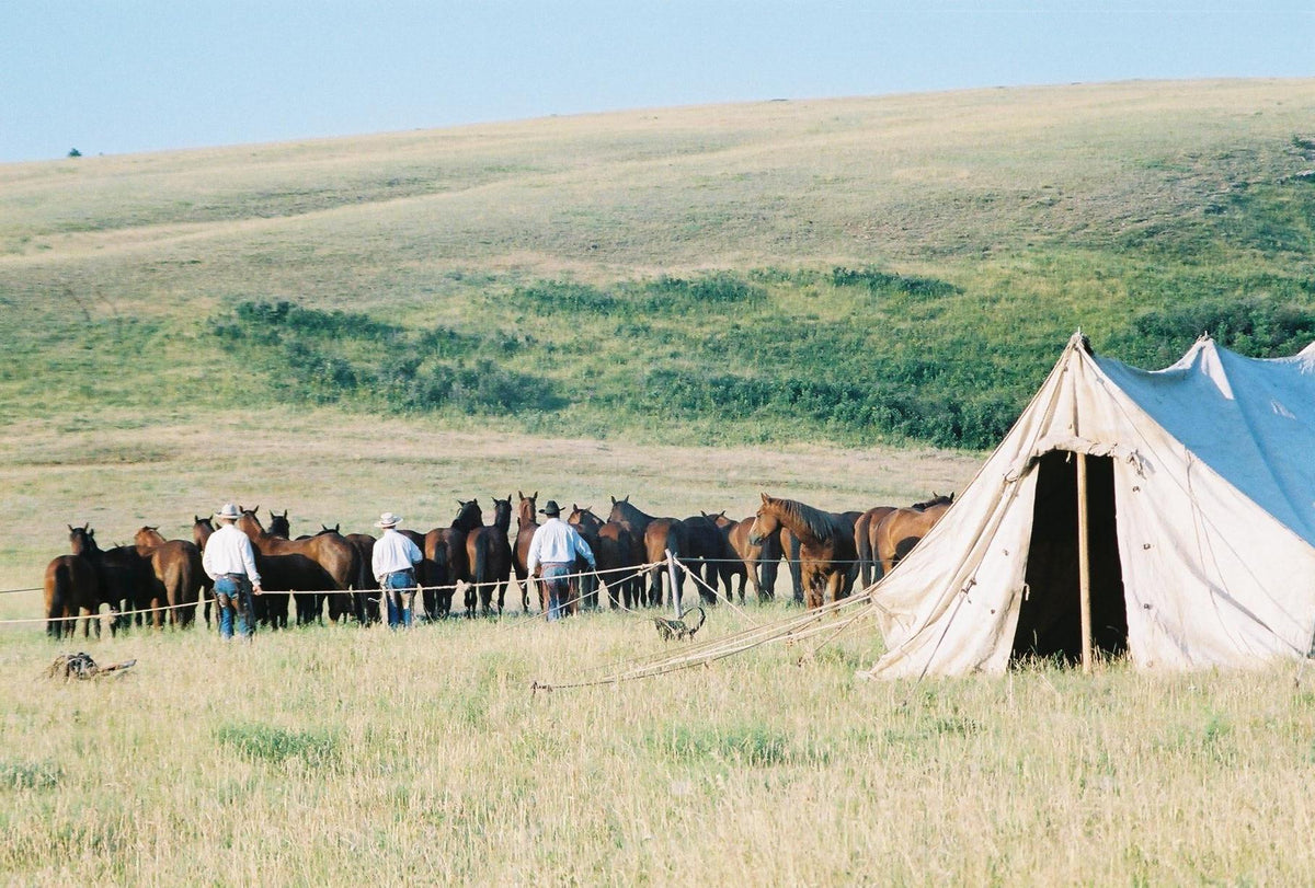 Horses tied at the picket line beside the camp tent