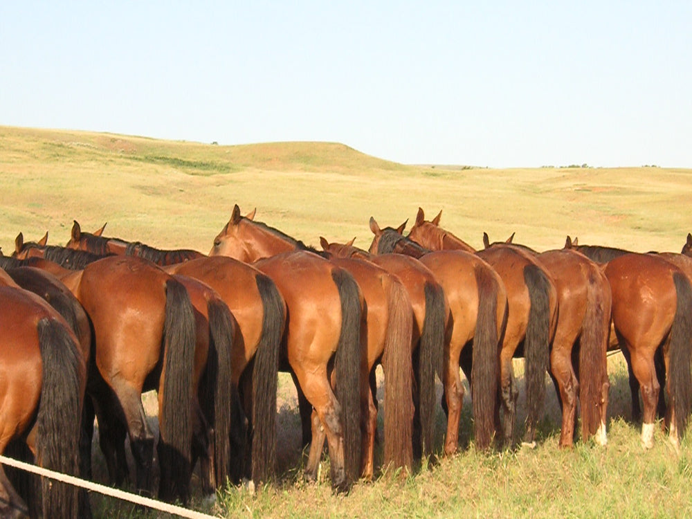 S Ranch horses tied along the fence