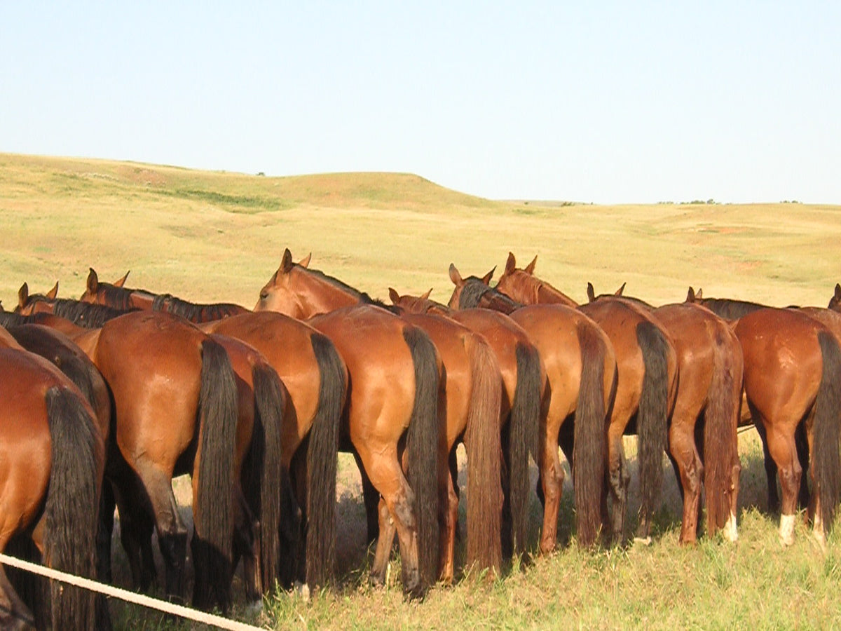 S Ranch horses tied along the fence