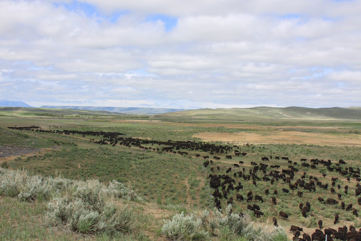 Montana Grass-Fed Grain-Finished Beef | S Ranch Meats
