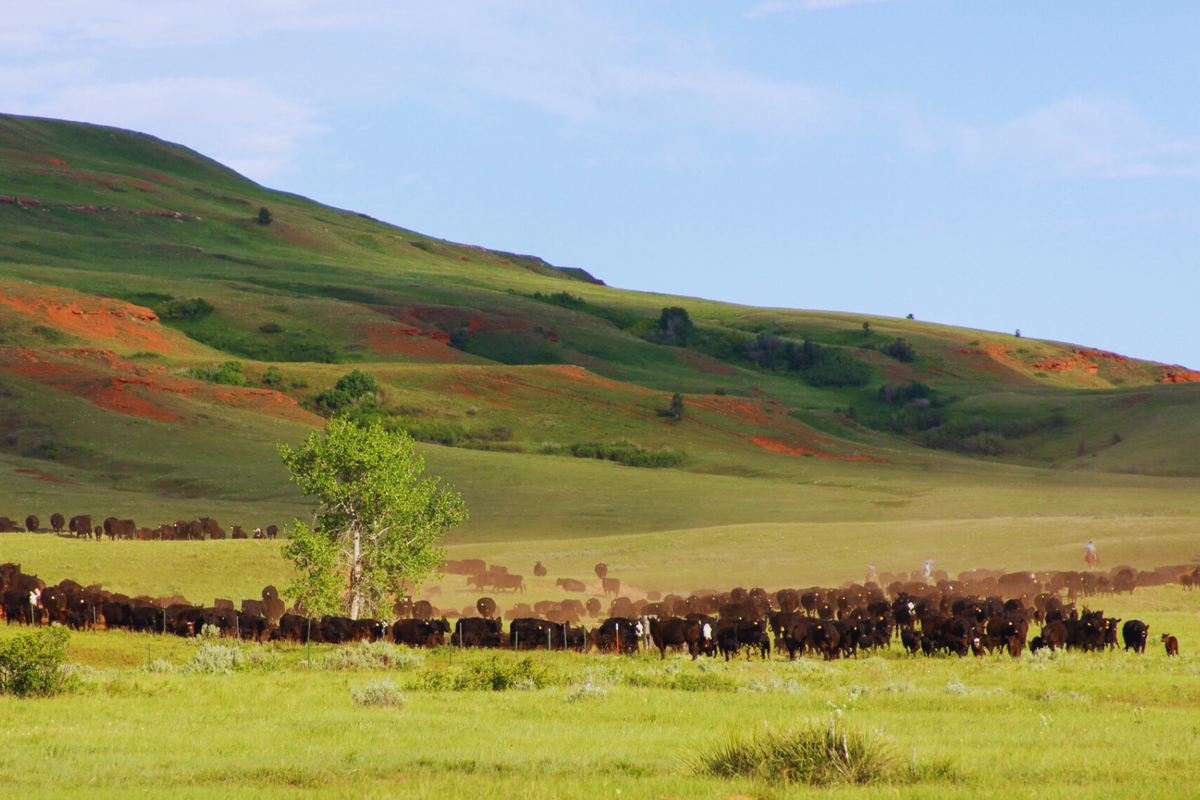 History – S Ranch Meats