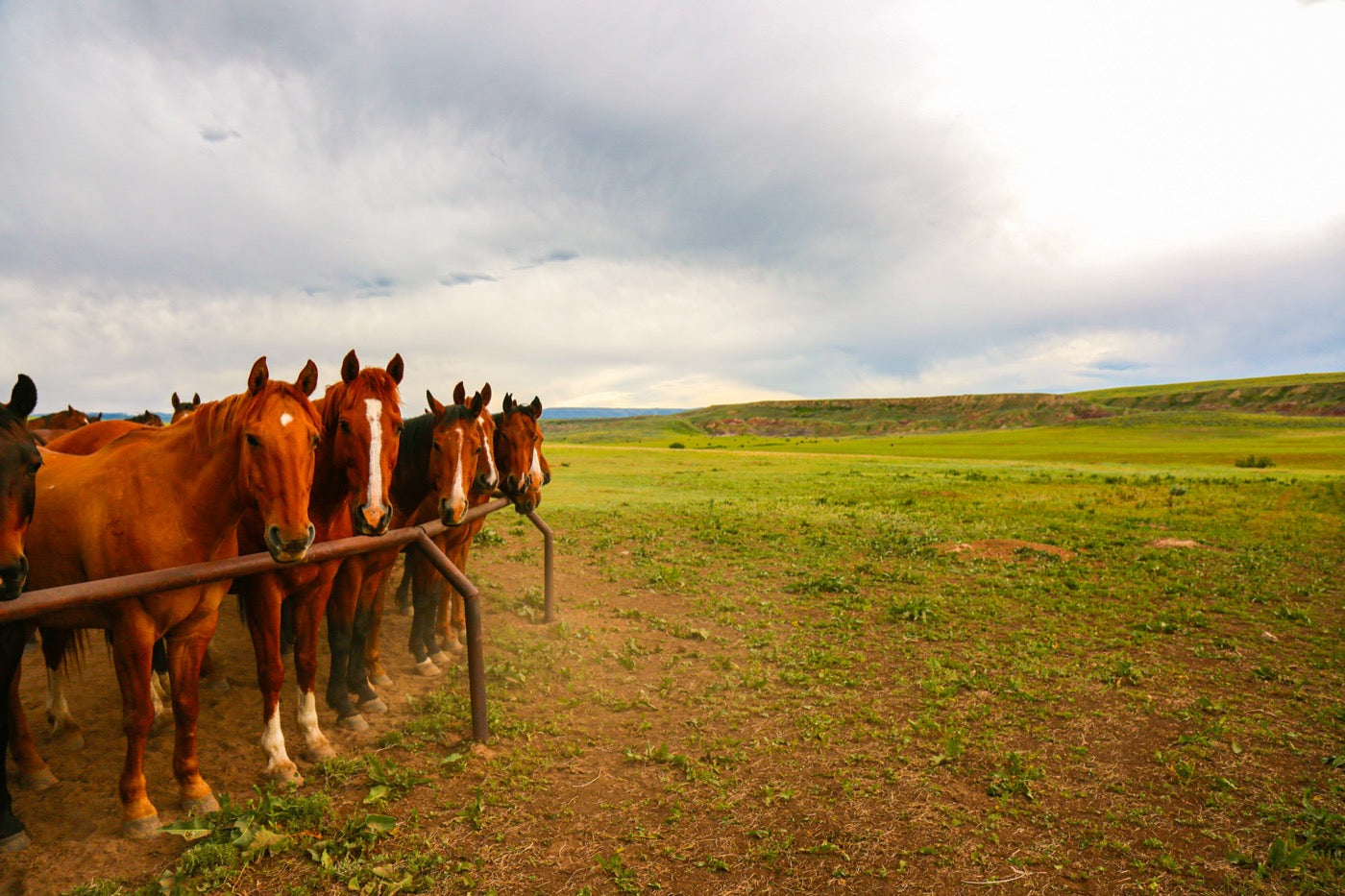 Ranch horses tied at the rail